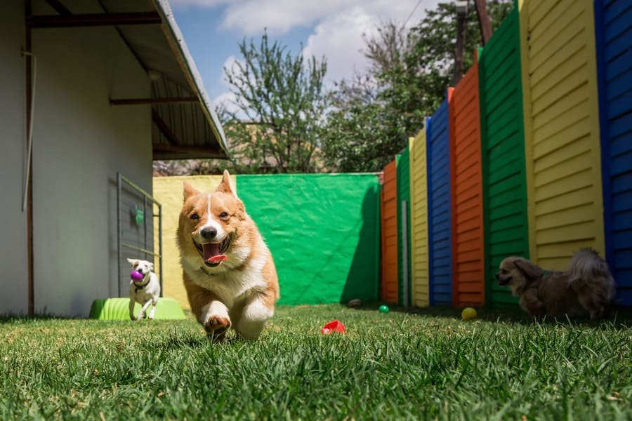 Dogtor House Veterinaria en San Cristóbal de las Casa