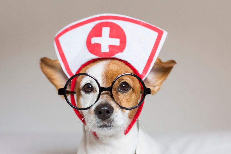 Dogtor House Veterinaria en San Cristóbal de las Casa
