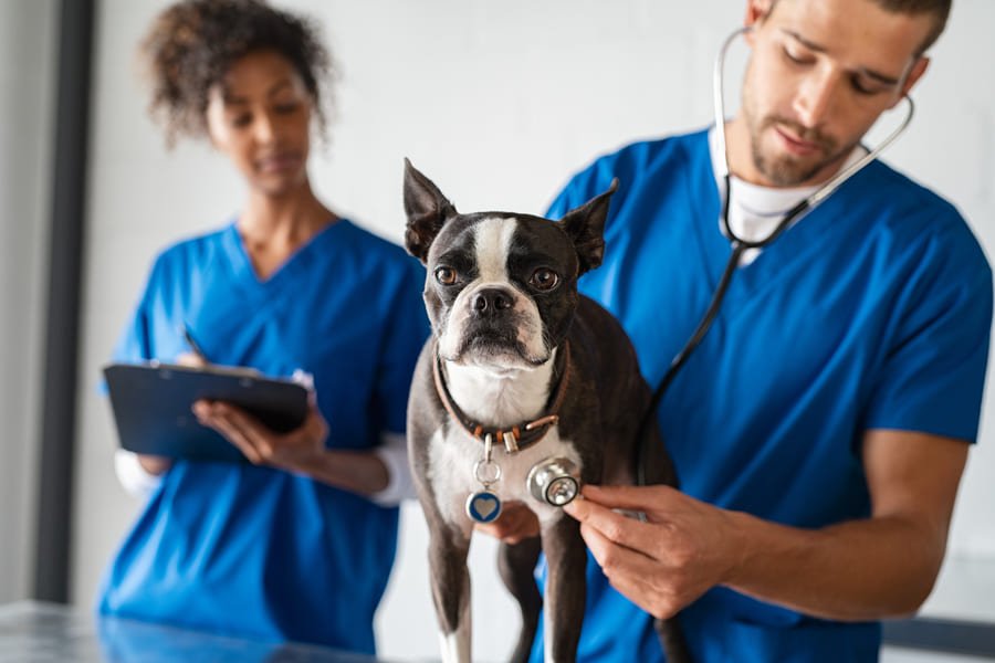 Dogtor House Veterinaria en San Cristóbal de las Casa